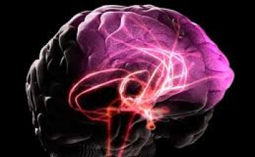 Magyar tudósok a világon először fényképezték a kannabisz agyi hatását