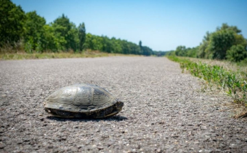 Úton átkelő teknősökre figyelmeztet a természetvédelmi egyesület.