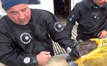 Nagy halat fogott, az meg a halászt kapta be (Videó)