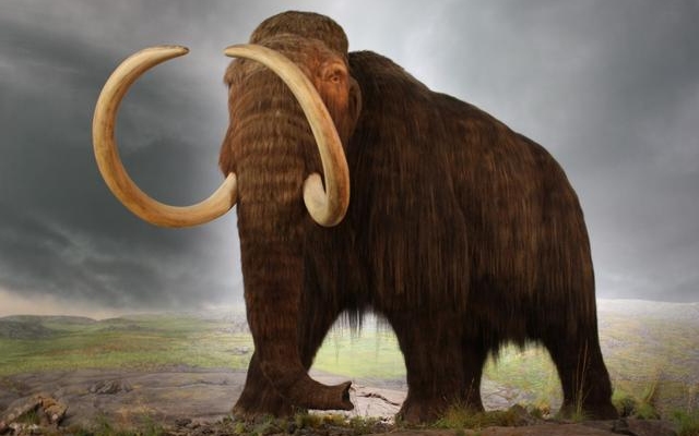 Jégkorszakbeli mamutleletekre bukkantak Szurdokpüspökinél