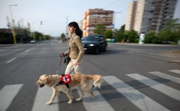Nincs elég vakvezető kutya Magyarországon