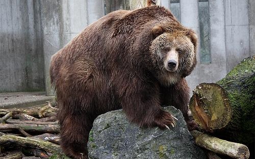 Újabb medvetámadástól tartanak Karancskesziben
