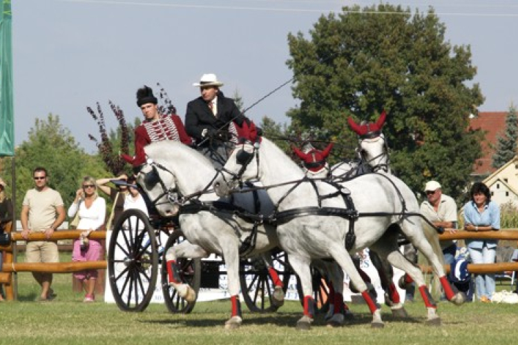 Fogathajtó Vk - Kettesben Lázár Vilmos, négyesben ifj. Dobrovitz nyert