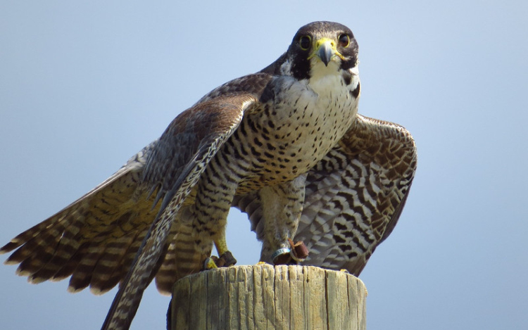 Vándorsólymot mentettek meg Balassagyarmaton