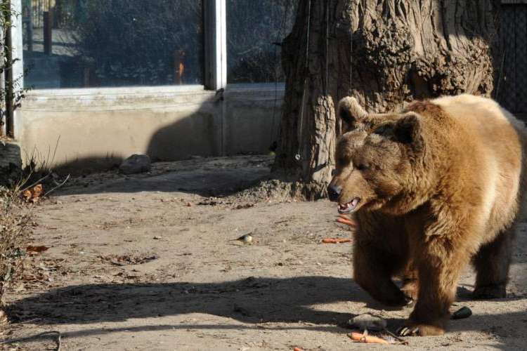 Medvét láttak Szilaspogony közelében