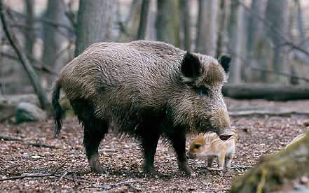 Megyénkben is megszűnt a klasszikus sertéspestissel összefüggő korlátozás