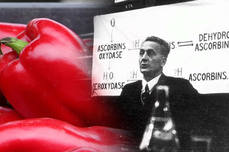 Szent-Györgyi Albert, Nobel-díjas orvos és kutató, a C-vitamin felfedezője