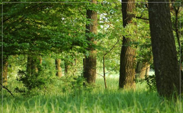 Keresik a Karancs-Medves fáját