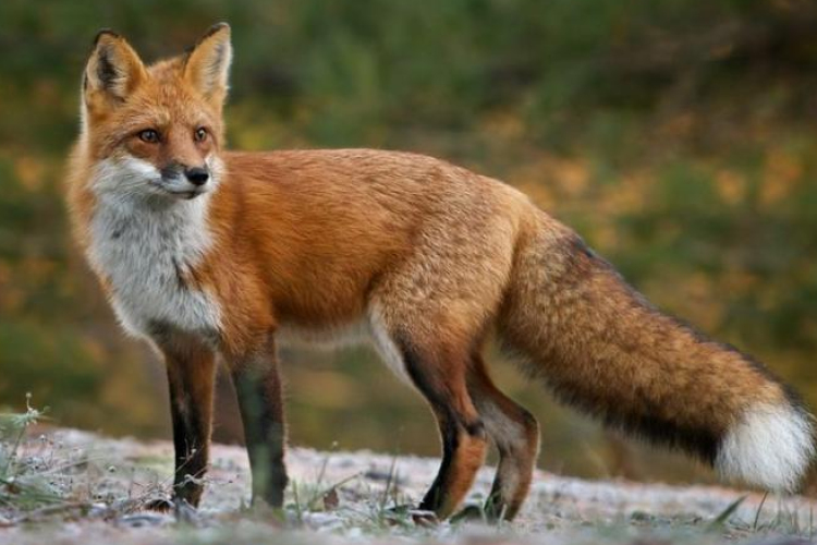 Ebzárlat és legeltetési tilalom