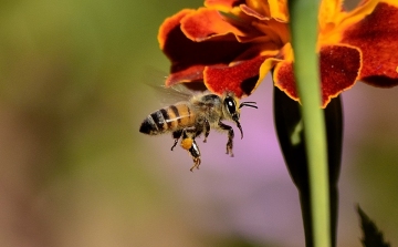 Megmenthetné a méheket a termőföldek negyedének virágzó növényekkel való bevetése 