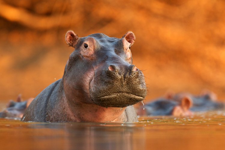 MI LÁTTUK A RÓZSASZÍN VIZILOVAT - éppen füdött, mutatjuk...