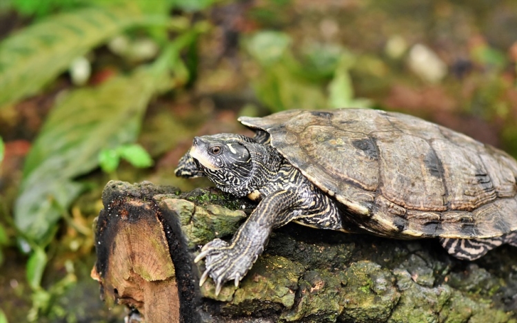 Elkapták az állatkertben teknőst agyonütő nőt