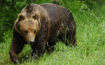 Támadhatnak a barnamedvék Szlovákiában