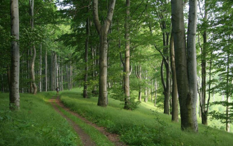 Határ menti kutatások