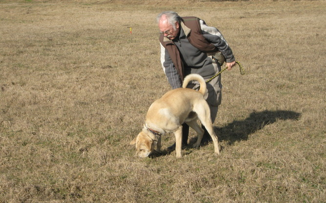 Nyomkövető kutya vezette a tolvajhoz a rendőröket