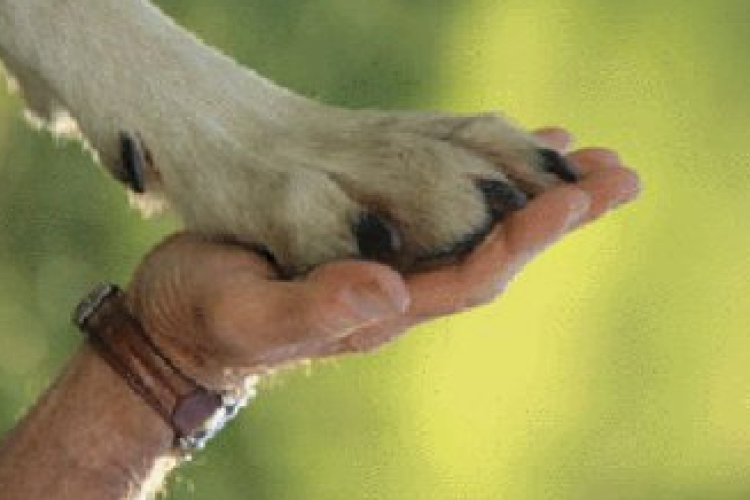 Adománygyűjtés állatvédőknek