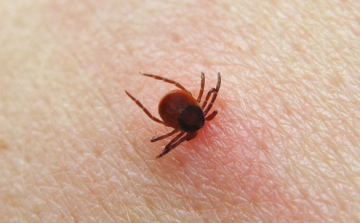 Támadnak a kullancsok