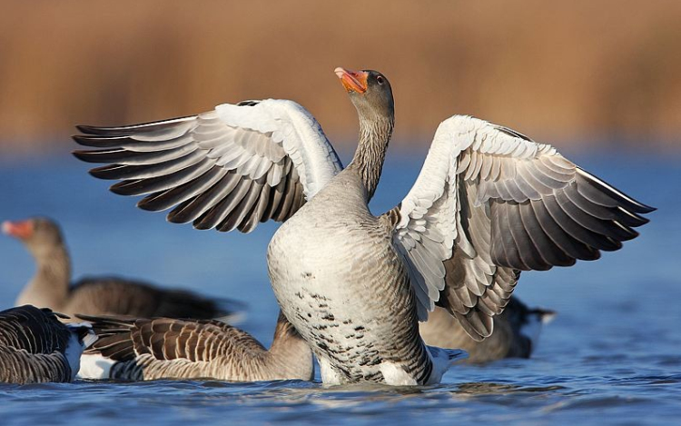 Megérkeztek a telelésből a vízimadarak