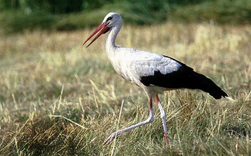 Nemtiből Kenyáig repült a jeladós fehér gólya