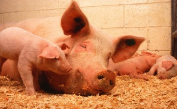 Megyénkből is exportálható sertéshús Japánba