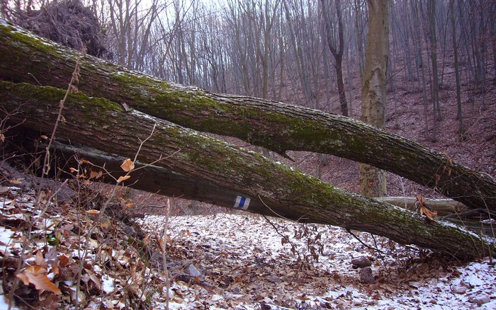 Visszaadták a sértettnek a fát