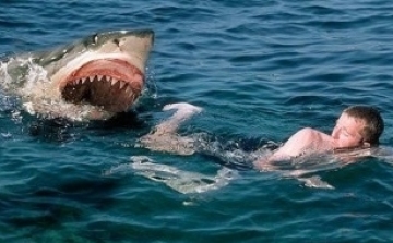 A cápák elsősorban a férfiakat támadják meg egy ausztrál tanulmány szerint