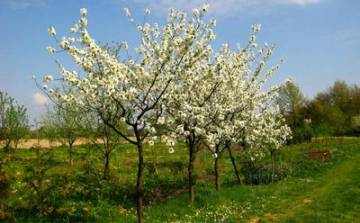 Gyümölcsfákat mentenének