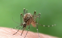 Remény a malária ellen: baktérium győzheti le a betegséget