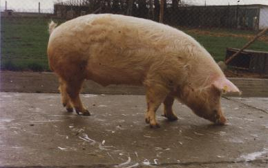 Nógrádban is megkezdték a sertések PRRS-betegségtől való mentesítését