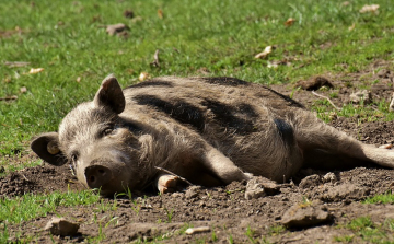 Itt az újabb kihívás, Szlovákiában megjelent az afrikai sertéspestis