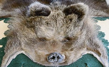 Kivégezték a kölyökmedvét