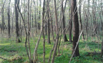 Kiszorítják az akácosokat a Mátrából és a Bükkből