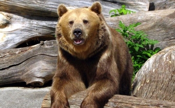 Börtönt követelnek társaik a nógrádi medveölőkre