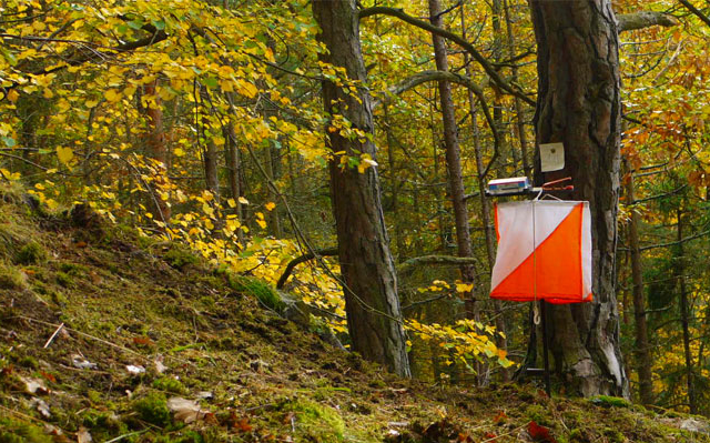 Megkezdődött a nemzetközi tájfutó Hungária Kupa