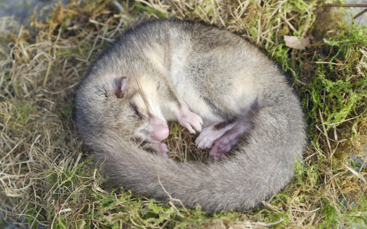 Kik azok, akik átalusszák a karácsonyt? Mi a téli álom? 