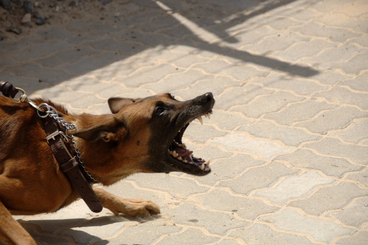 Tiltott kutyaviadal szervezői ellen emeltek vádat Mohácson