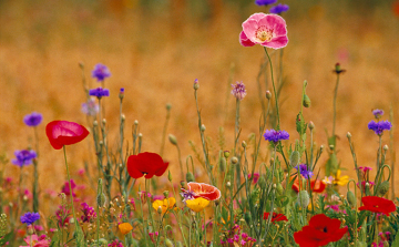 Föld Napja Salgótarjánban