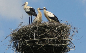 Dejtárról közvetít a gólyamozi