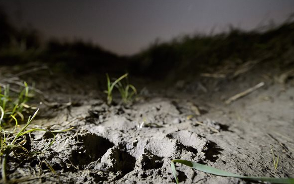Európai barnamedve járt Etes közelében
