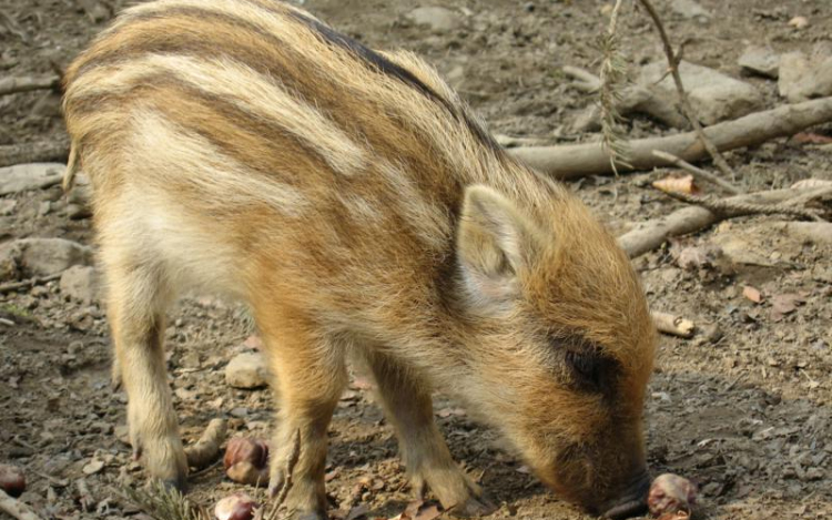 Salgótarjáni és országos gond a vaddisznók belterületi megjelenése