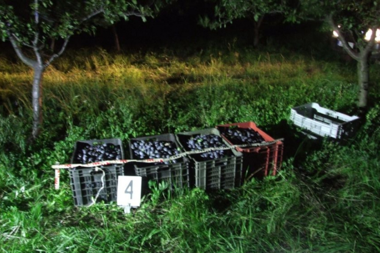 Lopás a gyümölcsösből