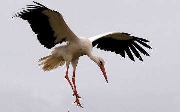 Már telelnek a Száhel-övezetben a magyar jeladós fehér gólyák
