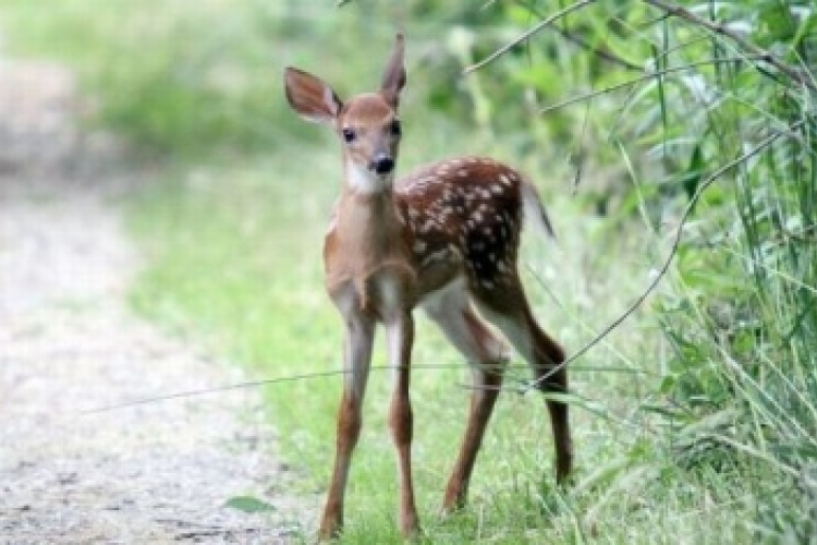 Vádat emeltek a kertjében őzet leölő férfi ellen 