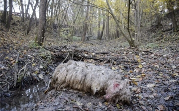 Alaptalanul gyanúsították gyilkossággal a karancsi medvét
