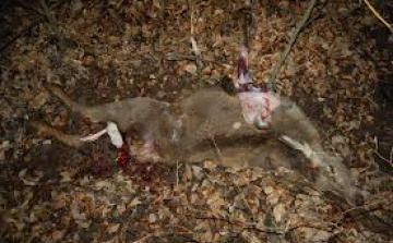 Őrizetben az orvvadász