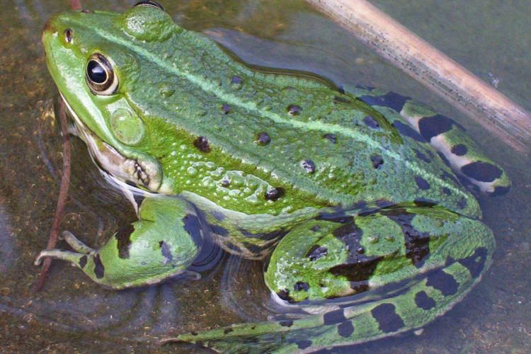 Átjárókat építenek kéltéltűeknek