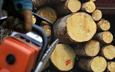 Engedély nélkül termelte ki a fát