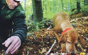 Egyszerűsödik a földalatti gombák gyűjtése