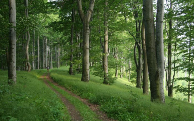 Pályáztat az egyesület