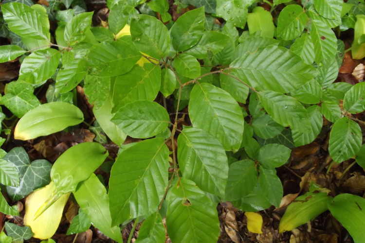 A szélsőséges időjárásnak ellenálló facsemetéket ültettek a Börzsönyben